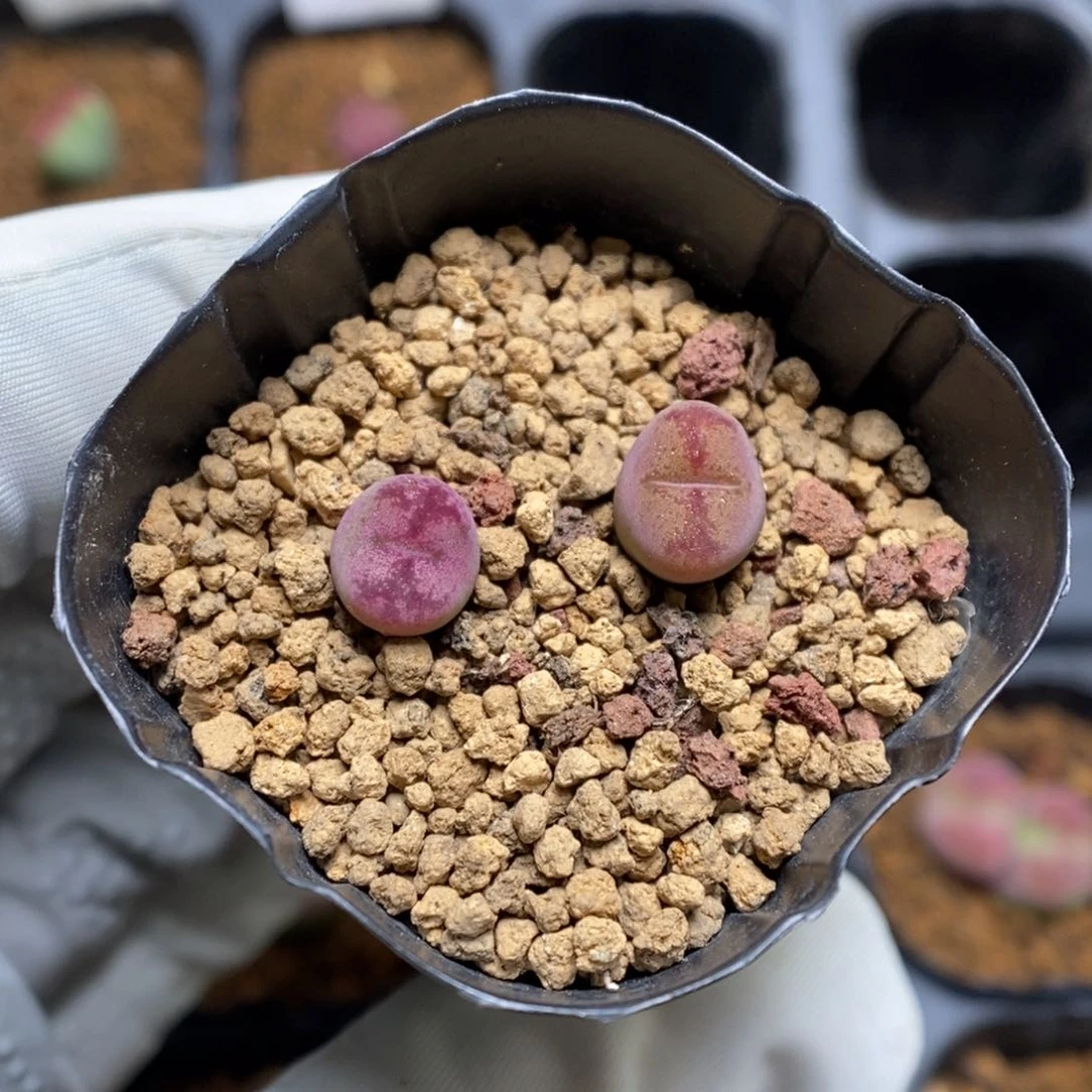 多肉植物肉锥杂交K-3683