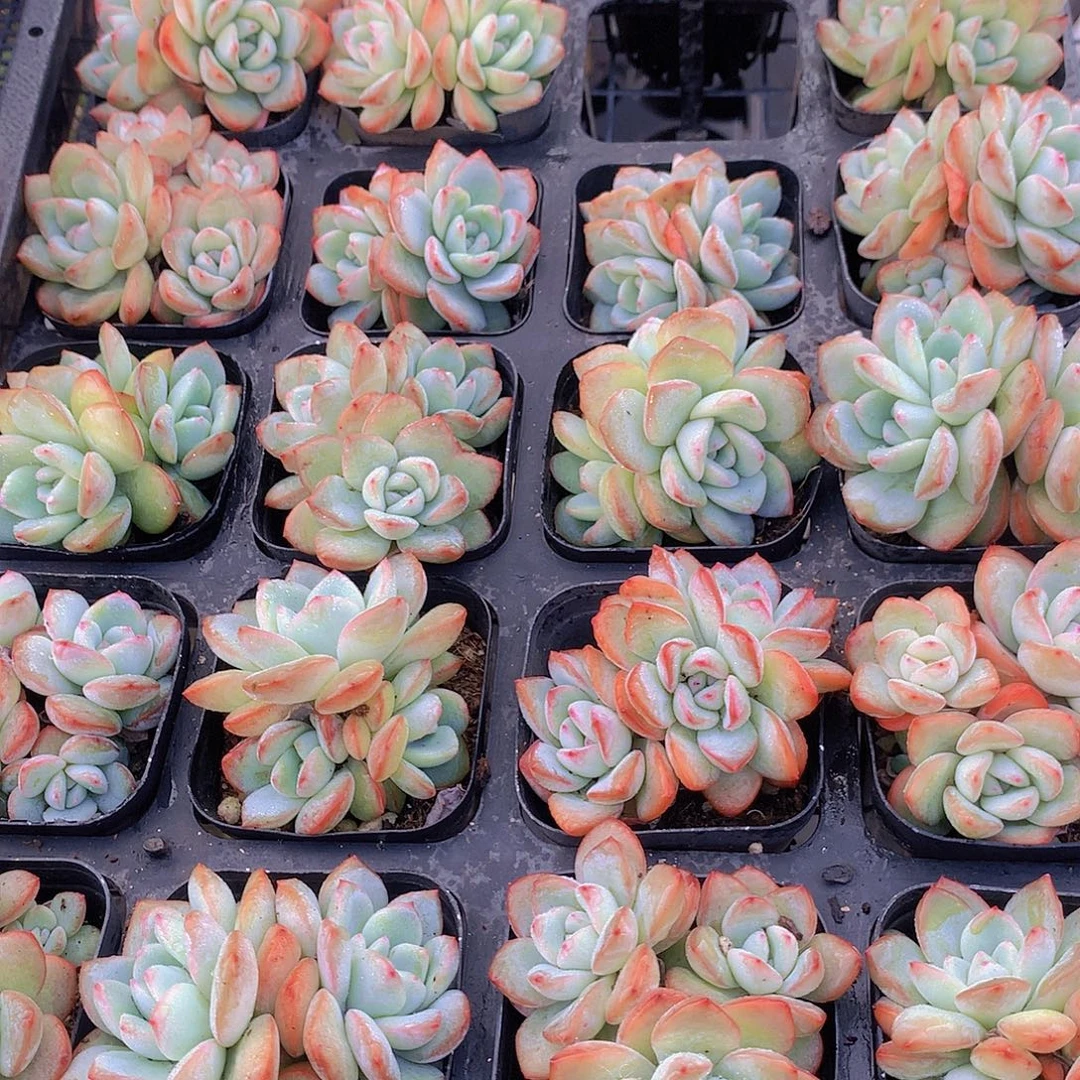 多头泡芙捡漏456789900”p