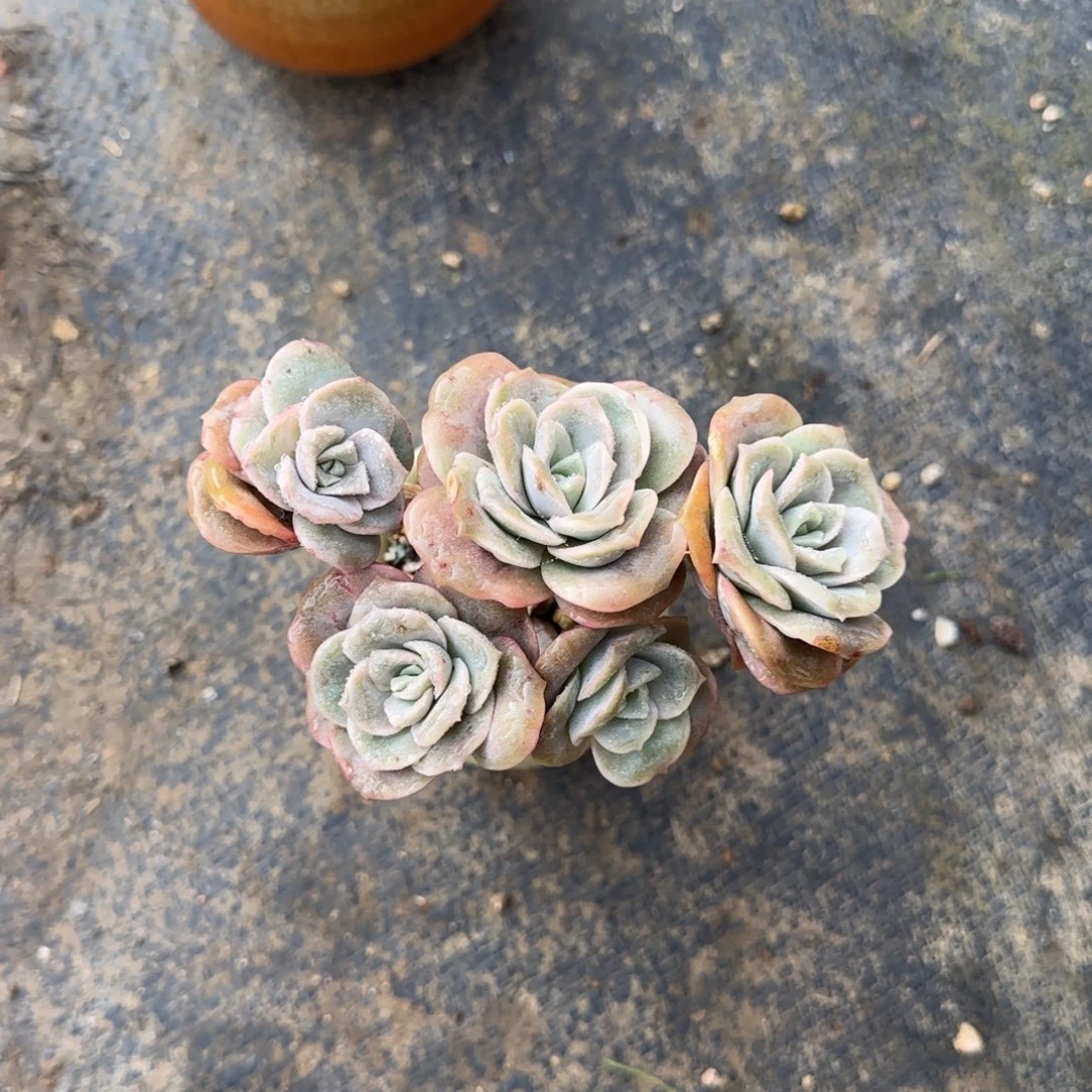 多肉植物一物一拍