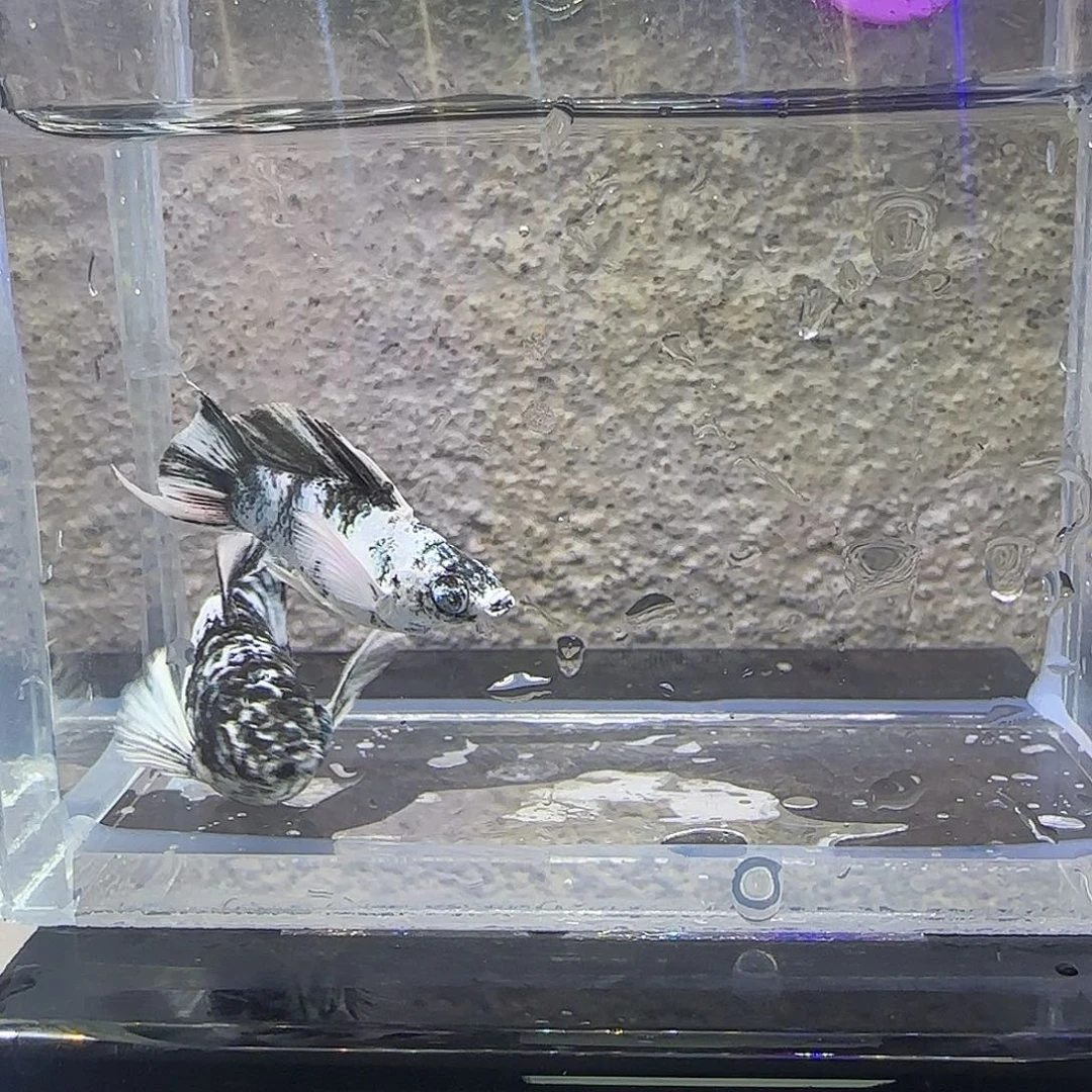 黑玛丽鱼水墨玛丽。88号