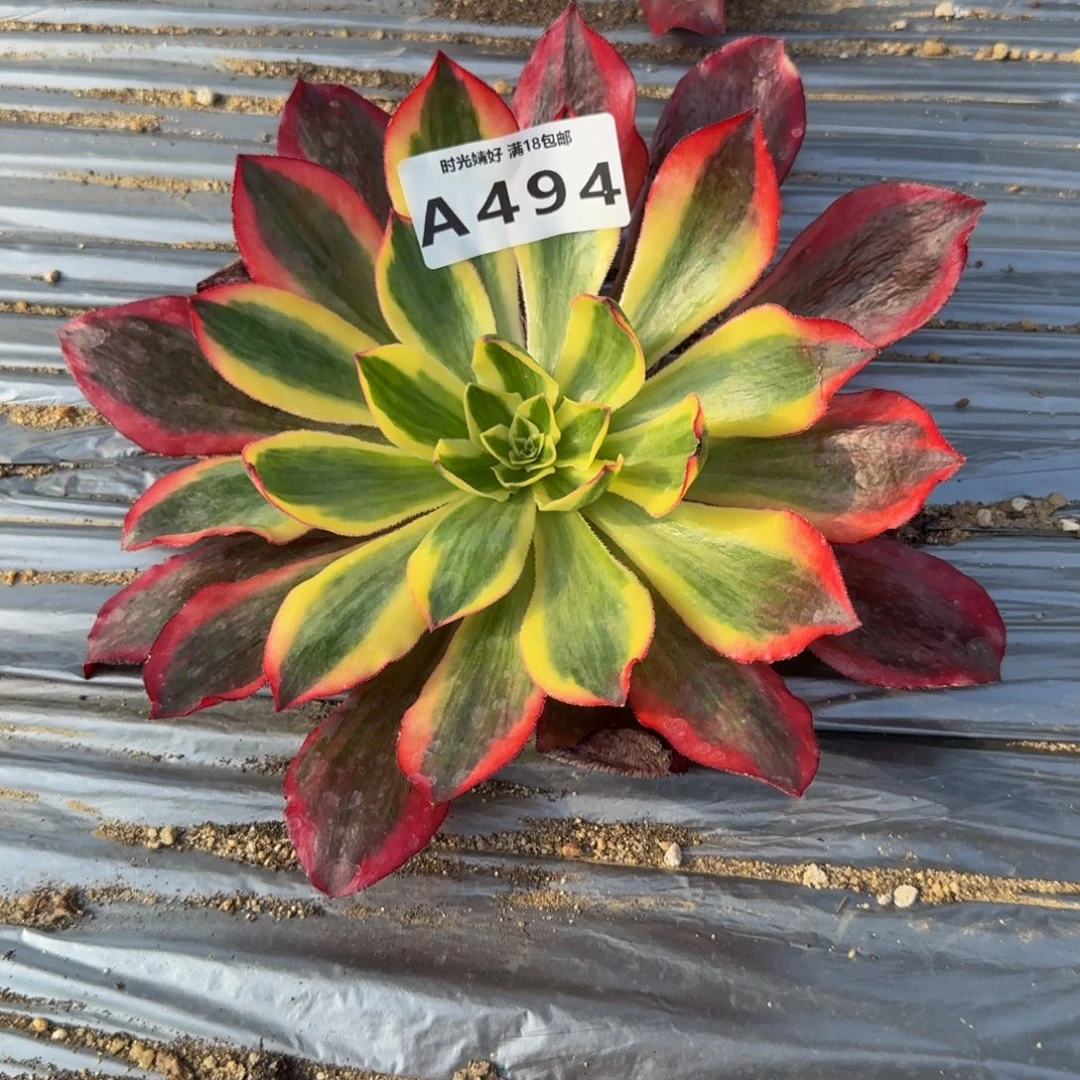 494魅影。多肉植物