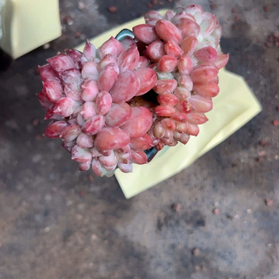 芒***桃666666666666666666