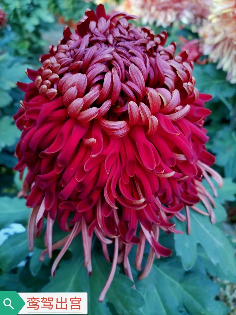 【銮驾出宫菊花】九月菊大花盆栽新手