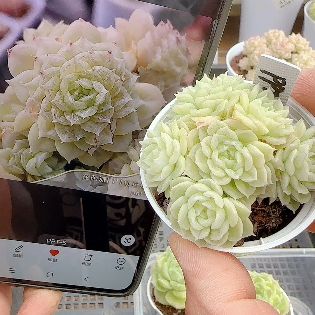 向***a1029-77（ppt-5）优选