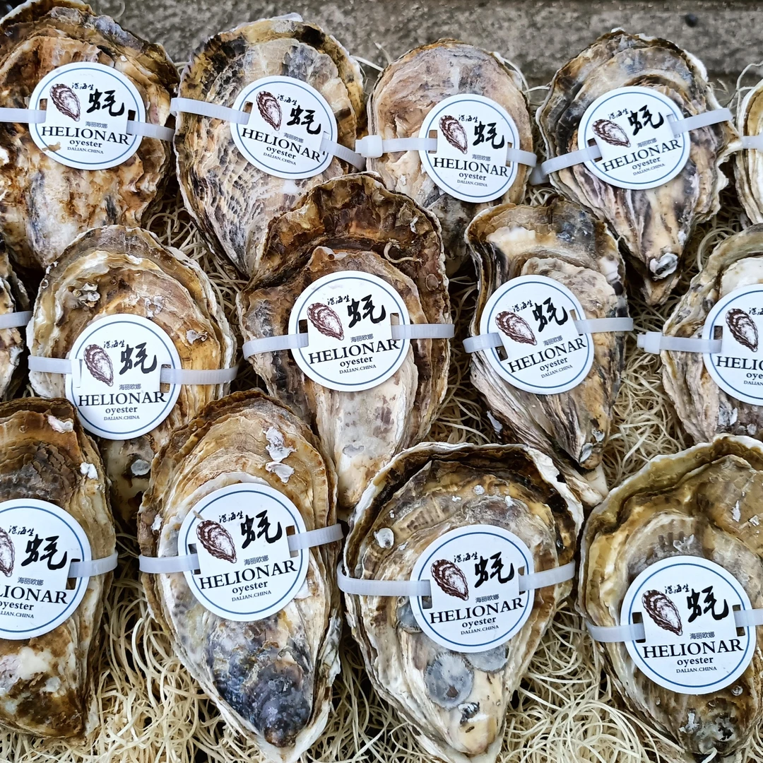 10斤烧烤店酒店餐饮专供生蚝京东包邮大连精挑精洗鲜活生蚝