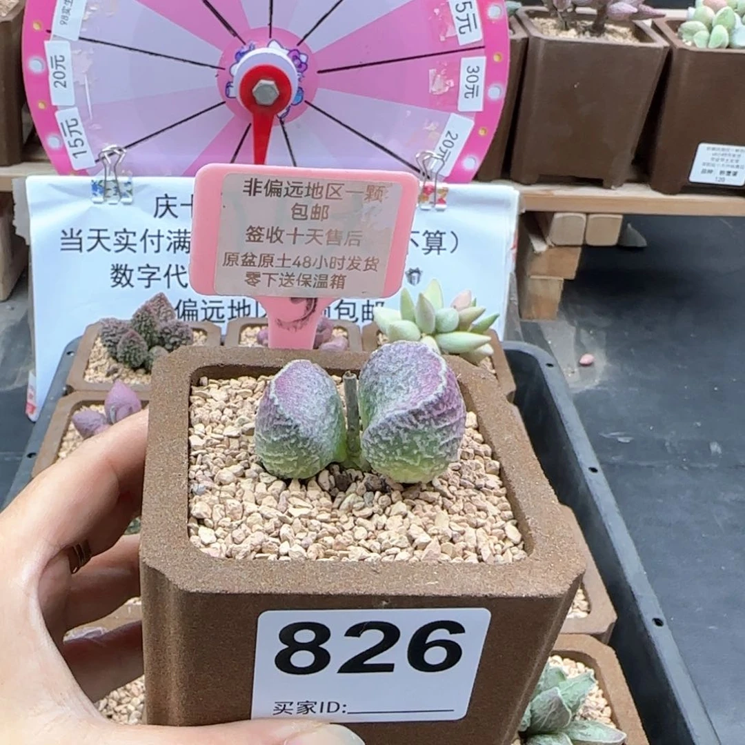 826丸叶哈莫猪肝多肉植物