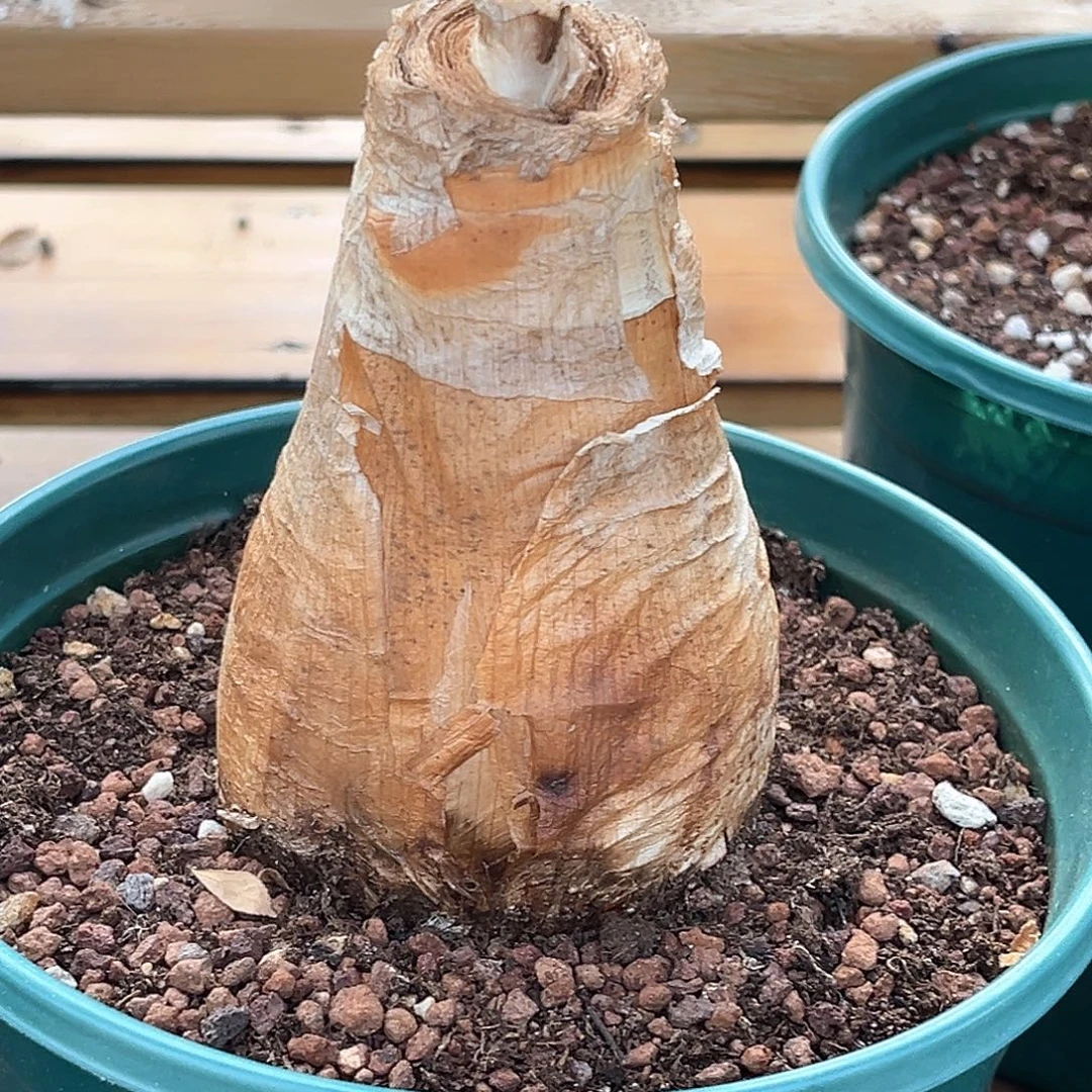 潮流植物产地巨凤之卵，7.3公分
