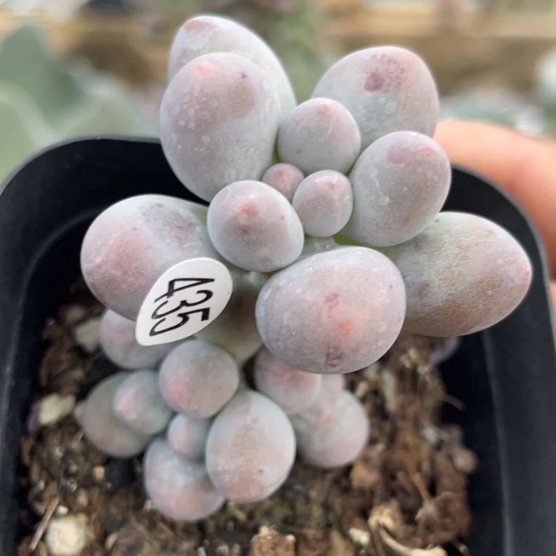糖豆奶酪多肉植物