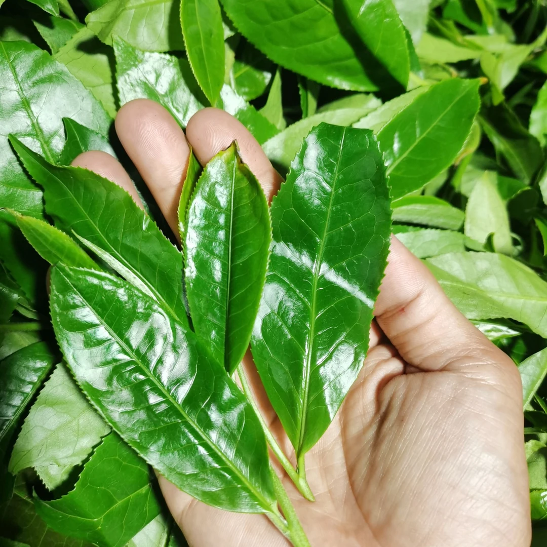 上纪堂溯源 预售 周塘主薄荷塘一类二类 普洱生 散茶