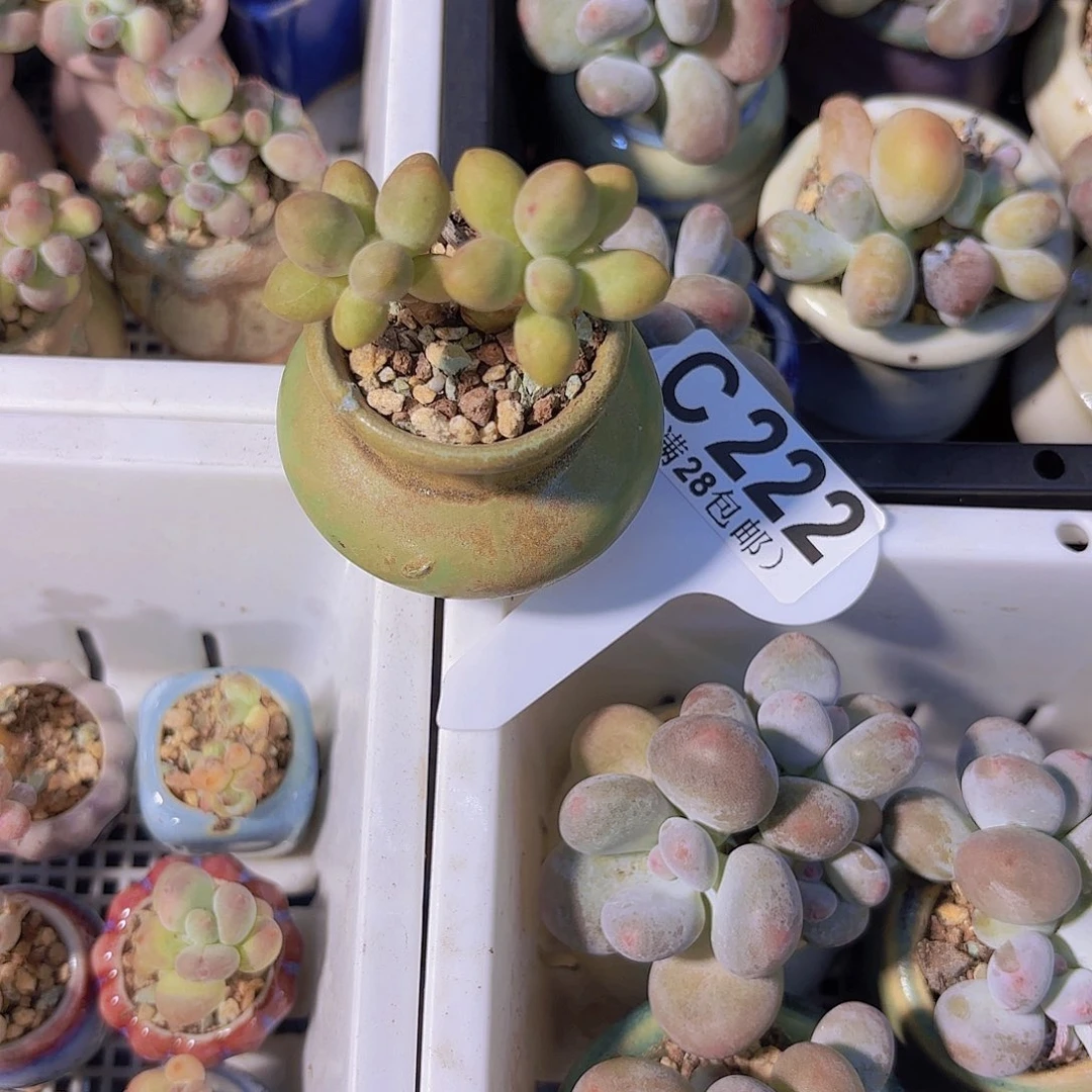 C222糖果美人一物一拍