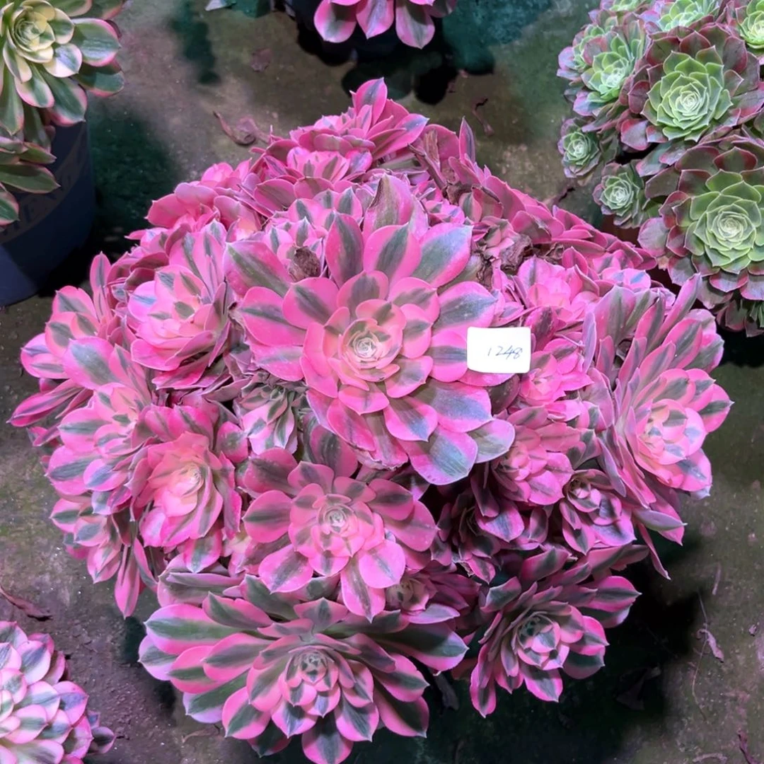 多肉植物女巫1248