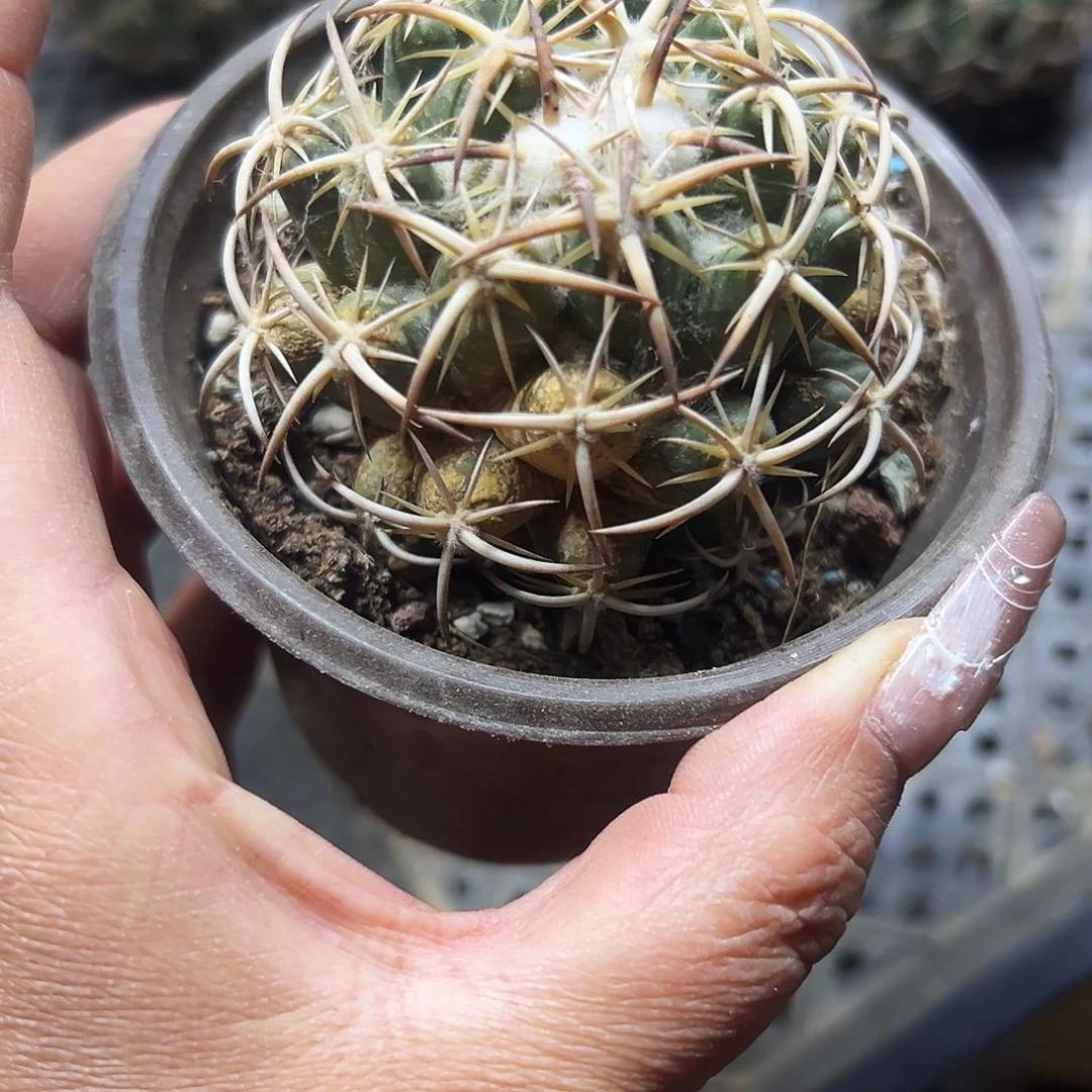 钢钉瑕疵福利仙人球11111111