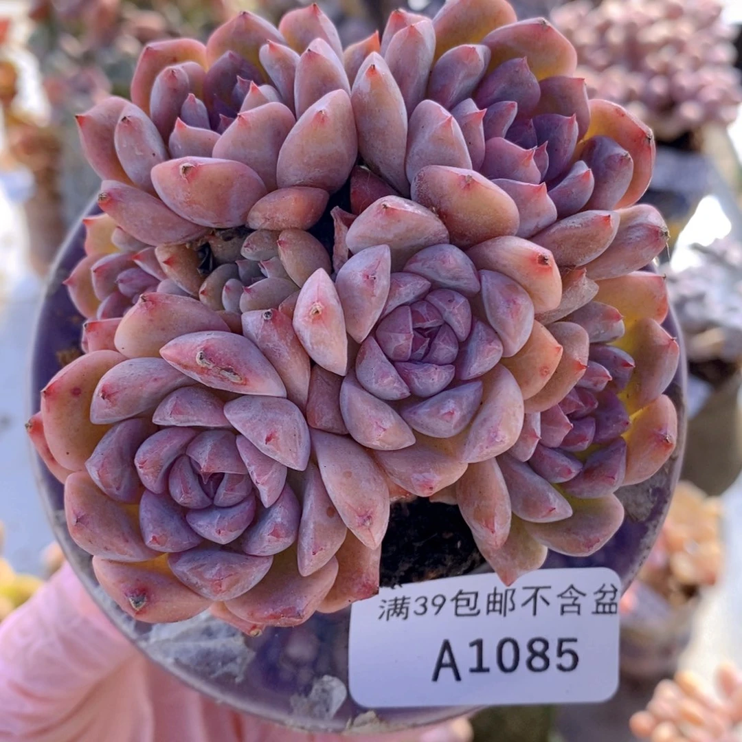 桃霜8cm1085多肉植物