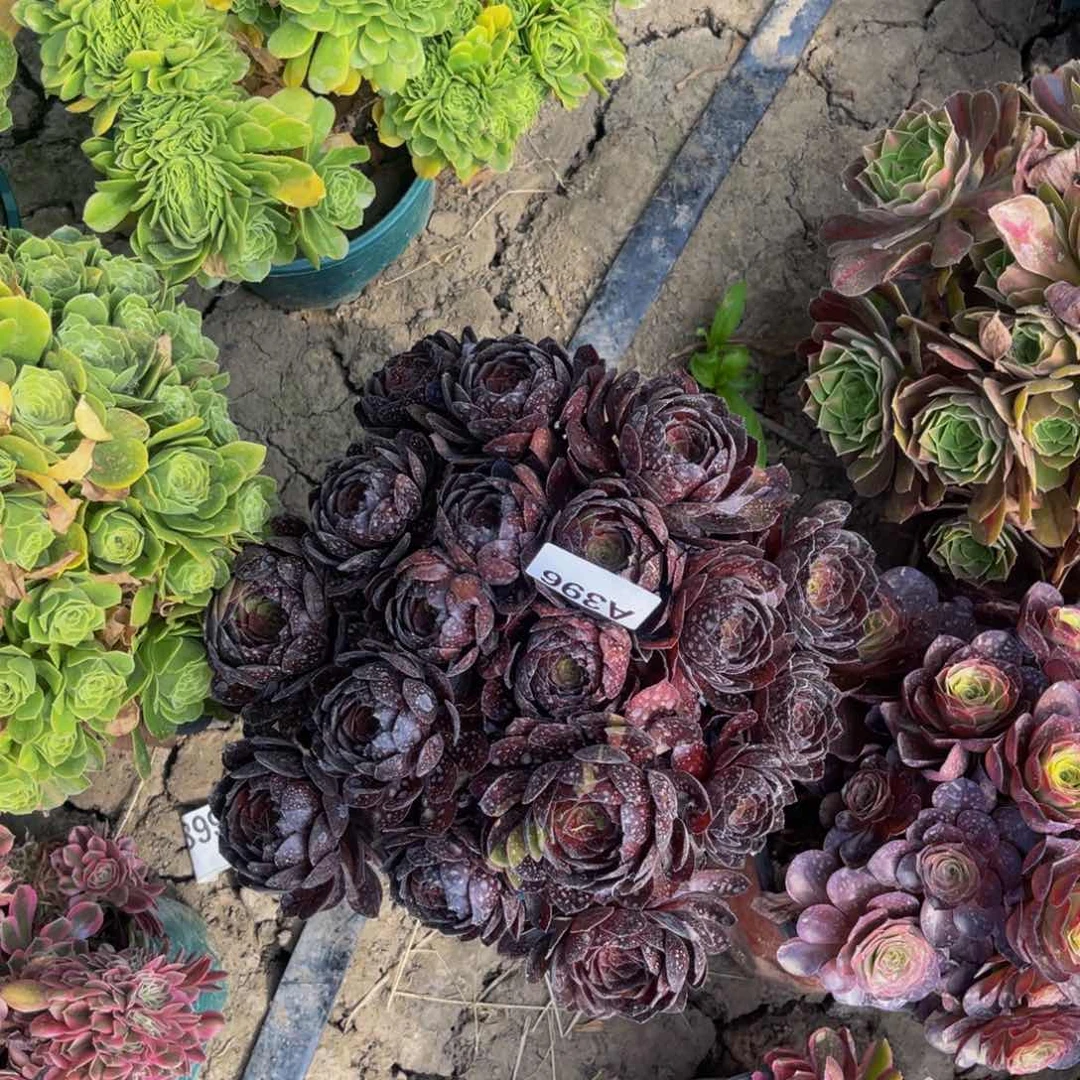 黑寡妇法师朵朵5-29