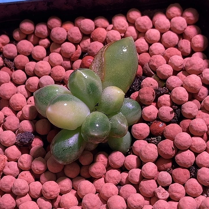 千代田之松锦多肉植物