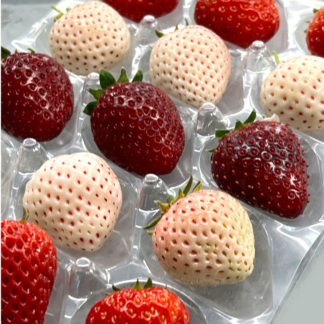 【1小小果试吃装-3色彩莓颜色随机发】丹东彩莓顺丰包邮现摘现发