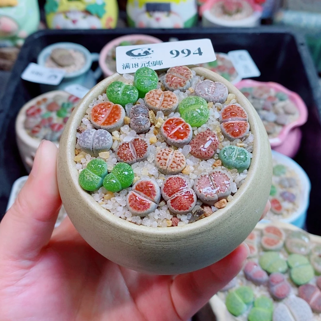 生石花花花花花花994