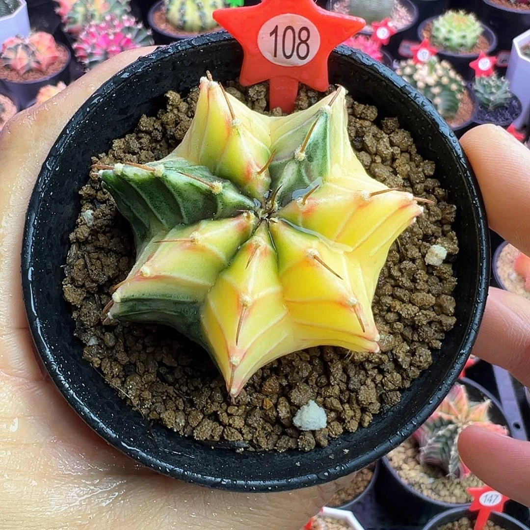 1-108肋骨锦带盆土发货4.9厘米