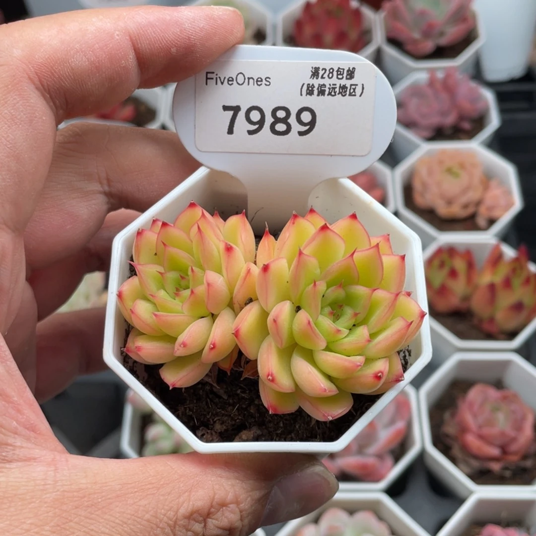 7989闪光6.0厘米