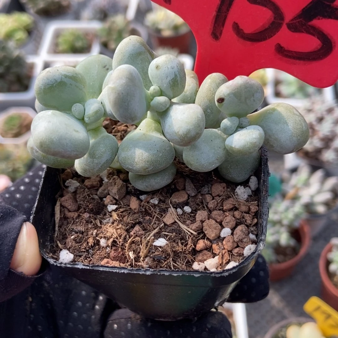 1955油恋奶酪多肉植物
