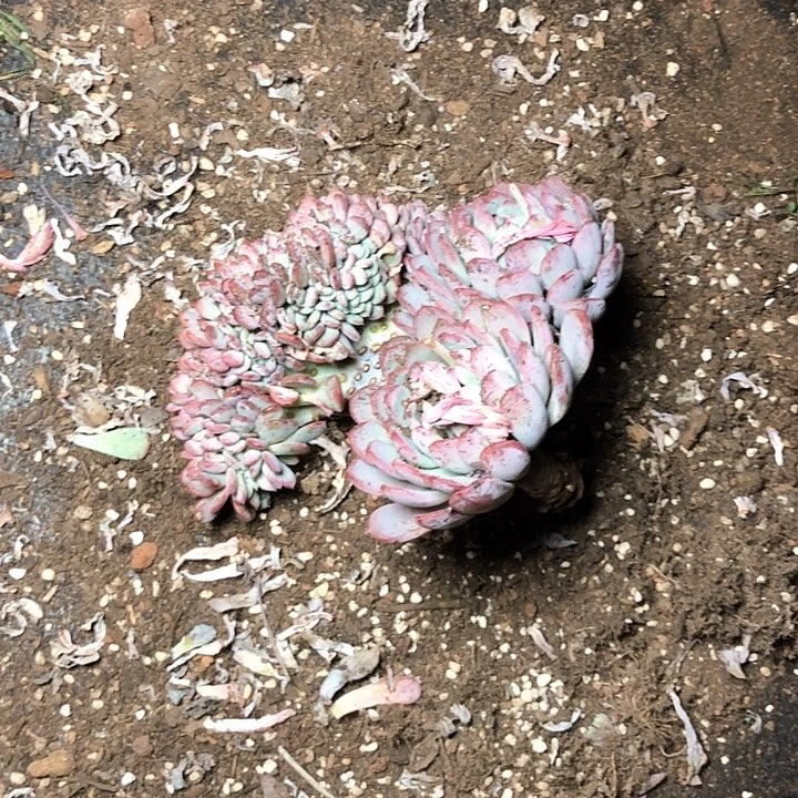 ?****16///////////////