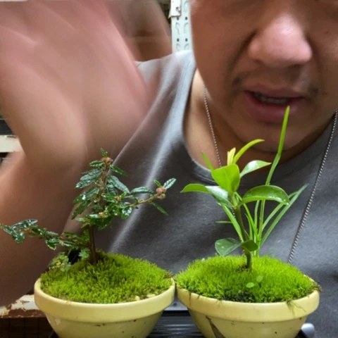 红陶一物一拍所见即所得153