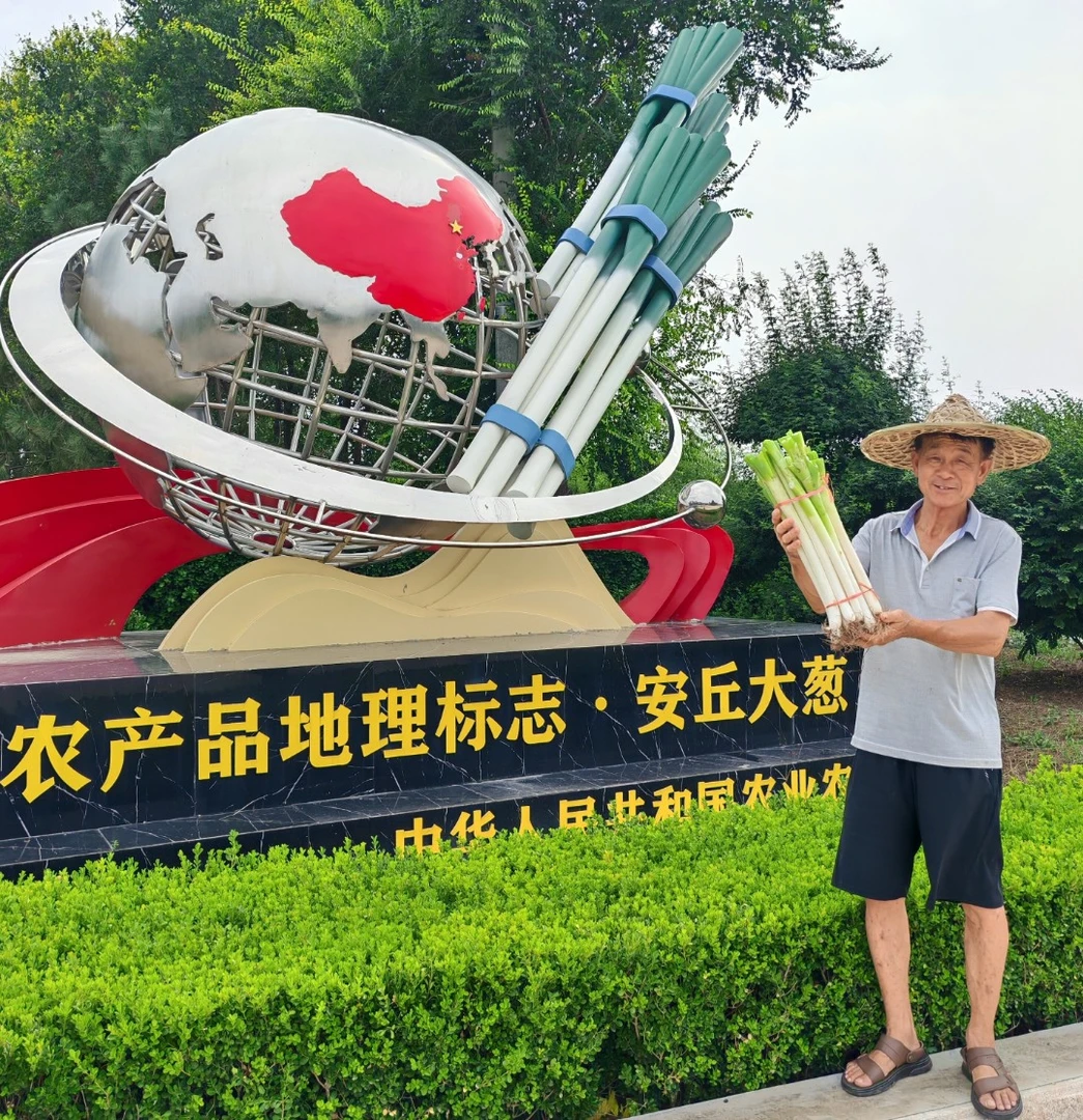 【好评高】山东安丘新鲜现挖铁杆大葱脆嫩甜脆可蘸酱的健康蔬菜