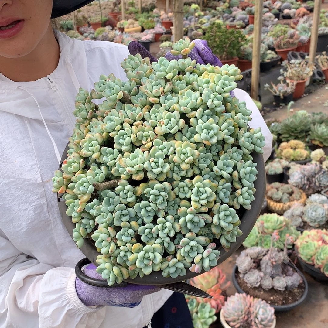 劳尔22.8 多肉植物量拍