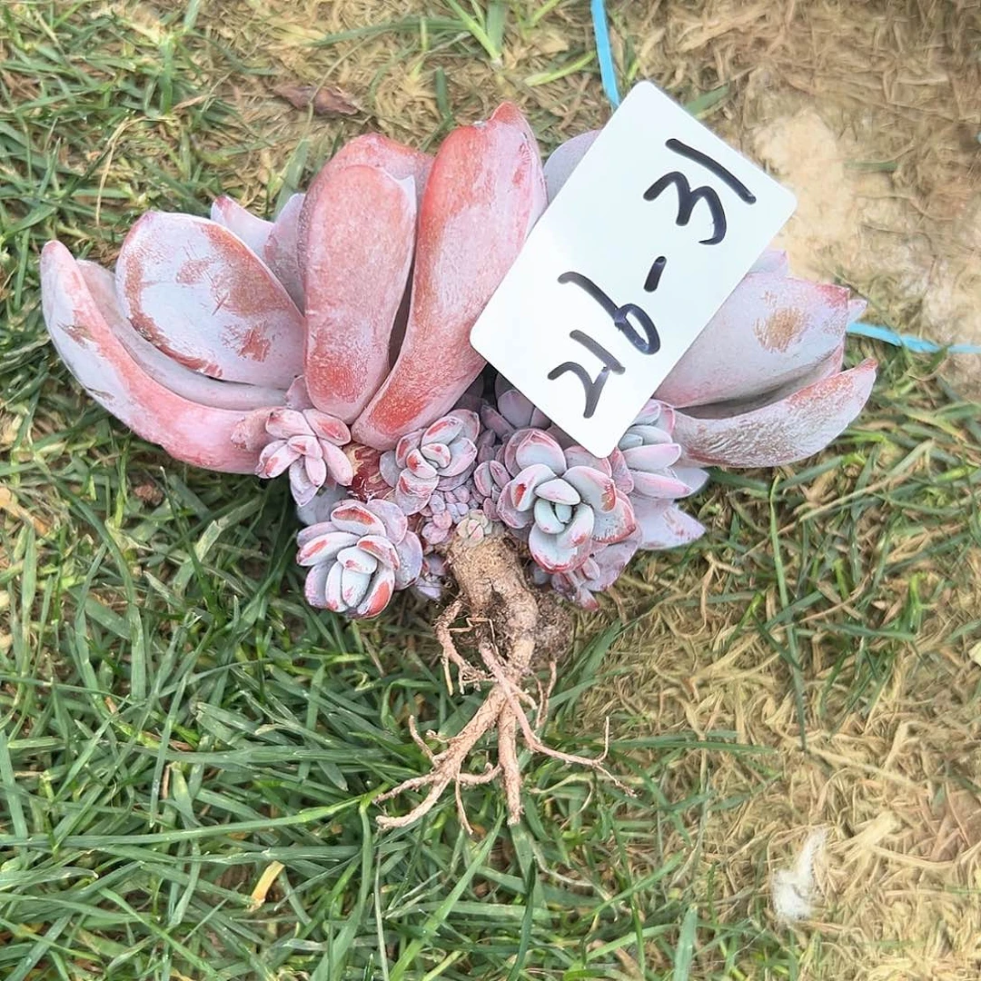 豆*216-31奶茶多头多肉寄养