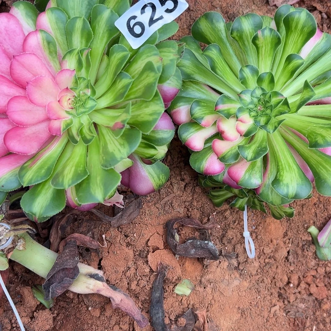 精品多肉植物625知否组合