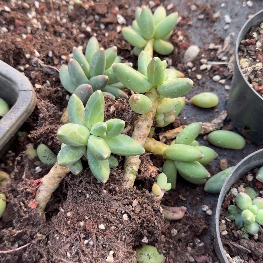 27-27千代田之松六科量拍发货