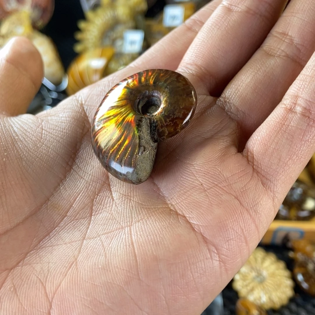 玉天然古生物化石斑彩螺
