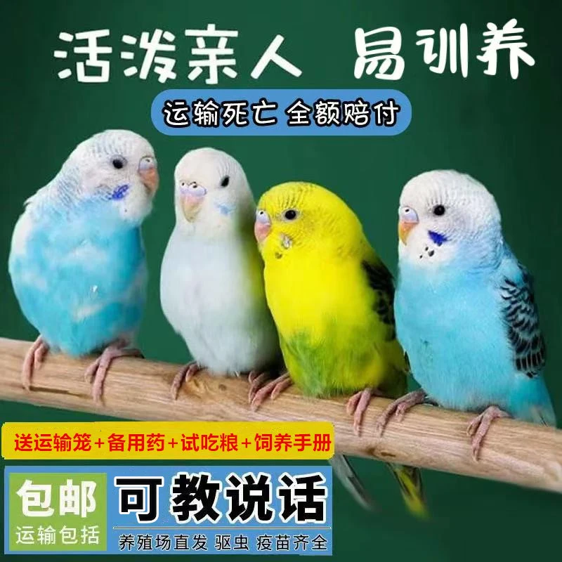 鹦特勒鹦鹉活鸟活物家养活宠物小鸟可上手亲人学说话手玩好养鹦鹉