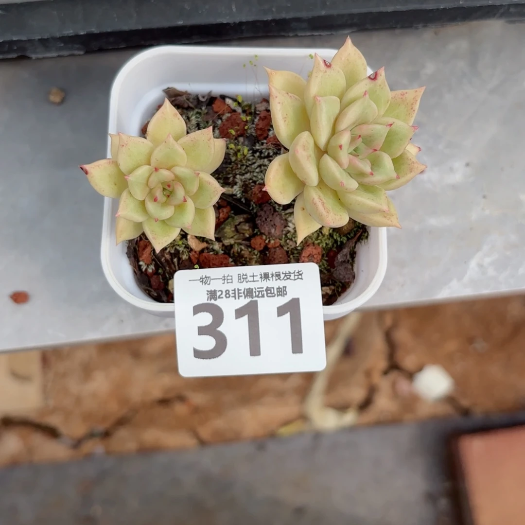 黄金璀璨老桩无盆土发货