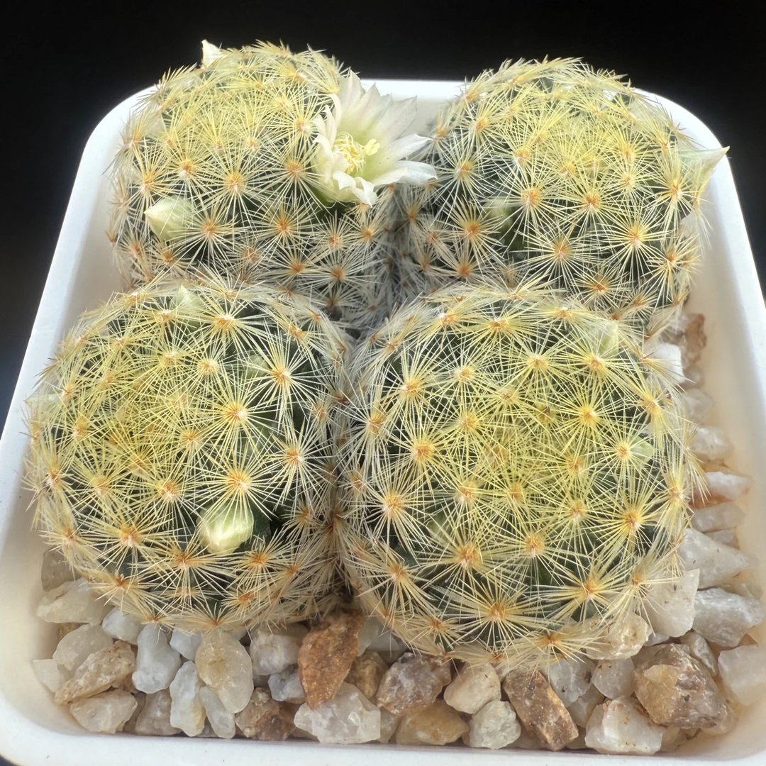 佛头明星实生群生仙人球