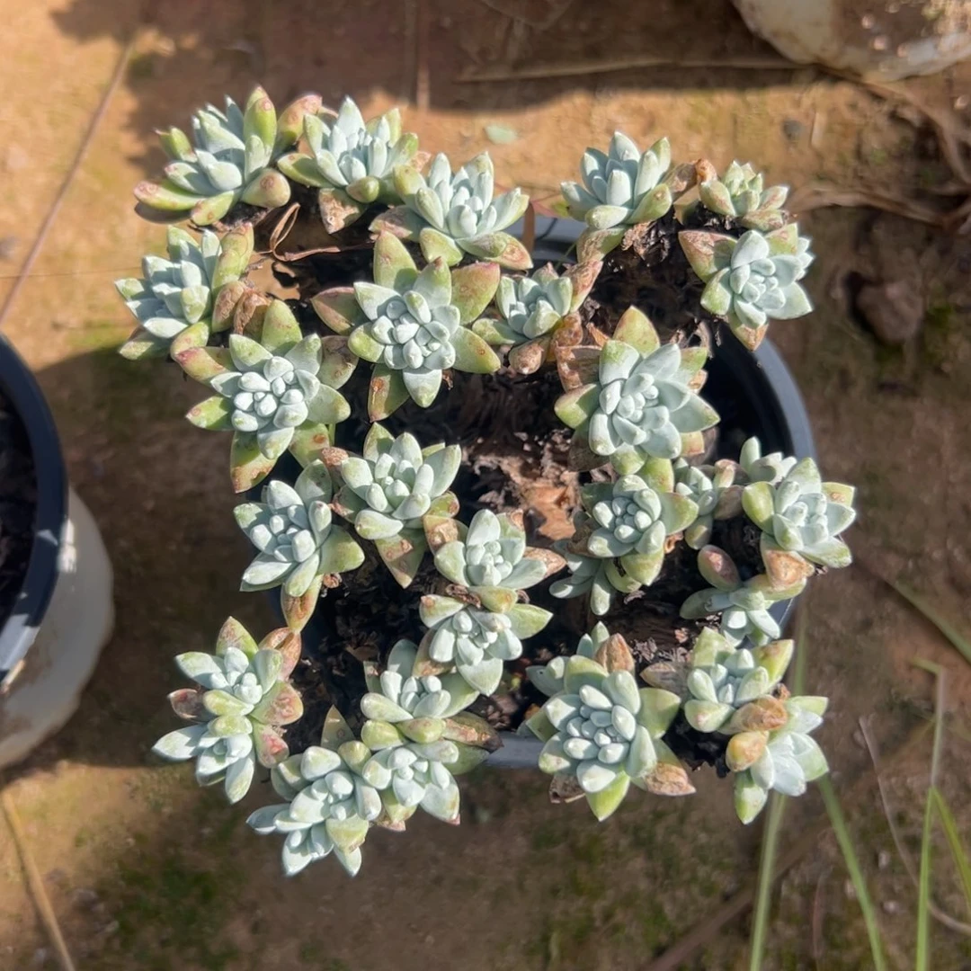 锦宸多肉～一物一拍430