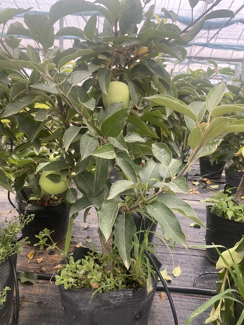 红将军花园植物矮化盆栽苗（栽上当年结果）