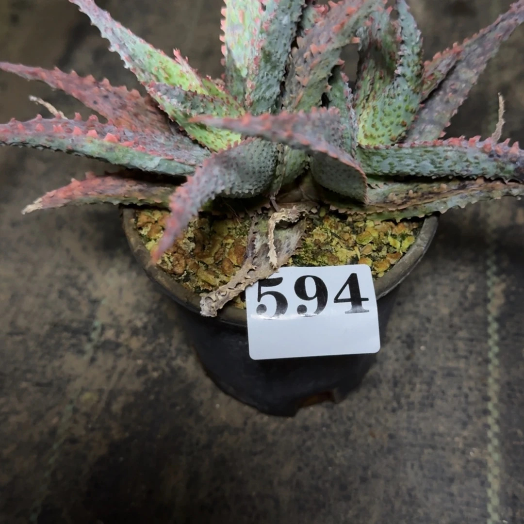 园艺芦荟多肉植物