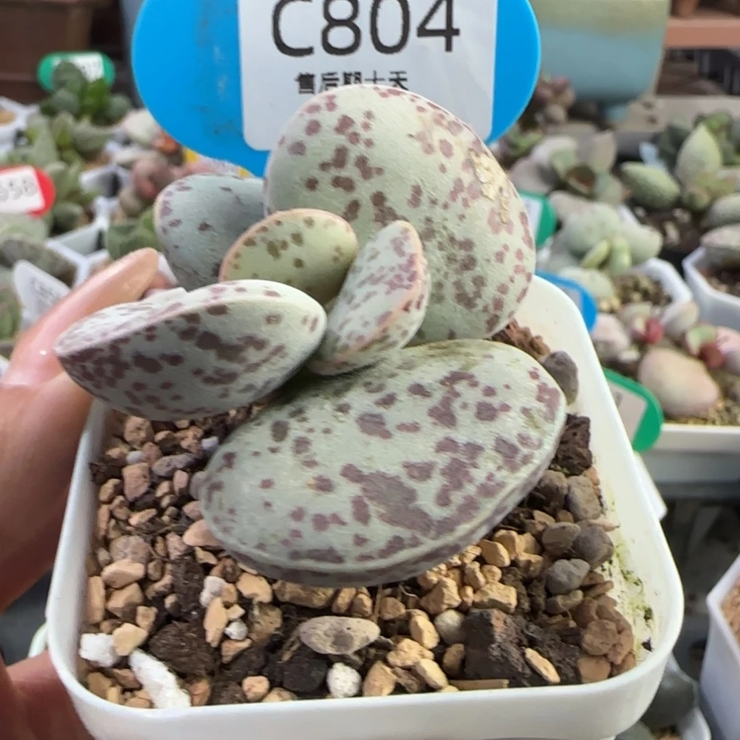 花蛋水泡。  。        804。