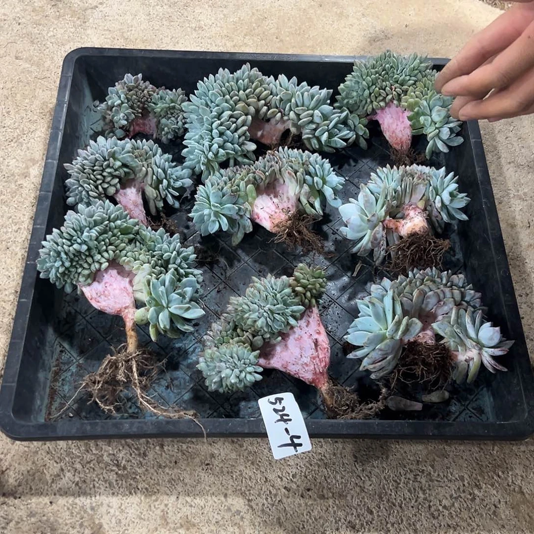 玫*?524-4橙子缀组合9颗多肉