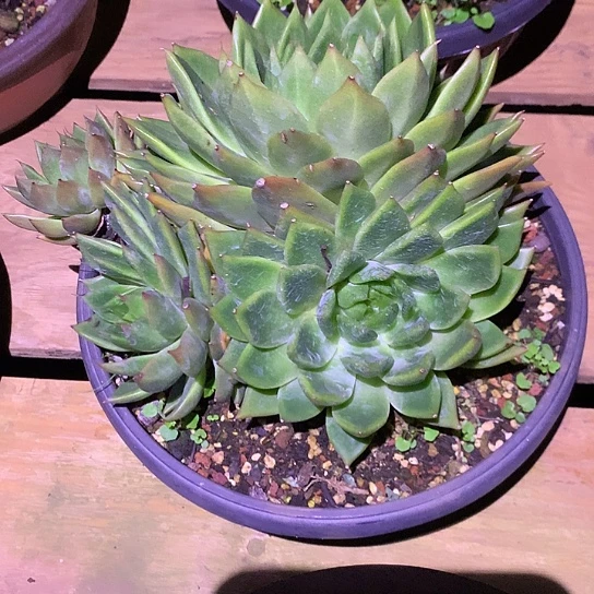 美肉特价活动开始啦