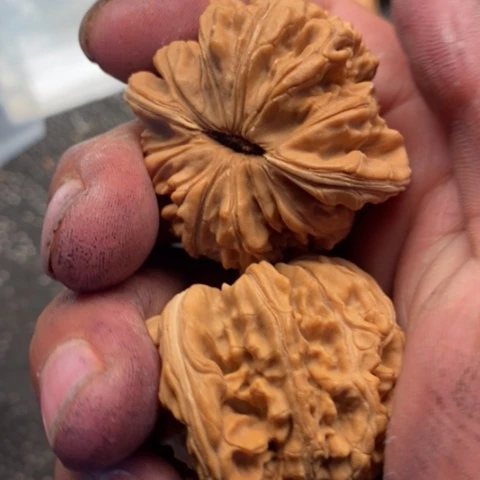 文玩核桃把件西楼5.5