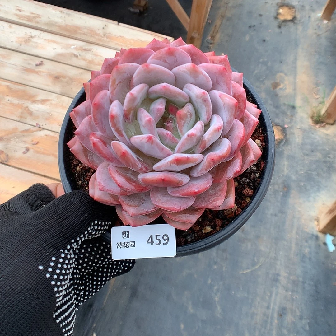 459星橙多肉植物6666