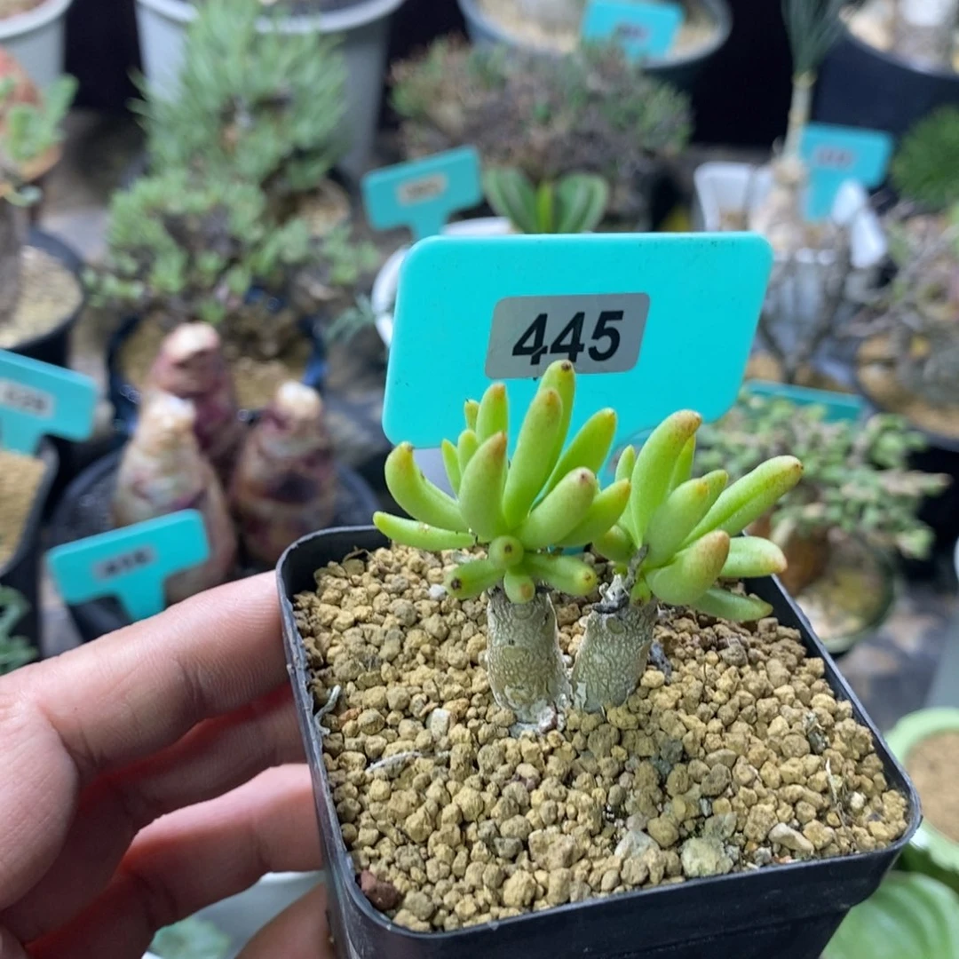 何丽奇峰锦多肉植物