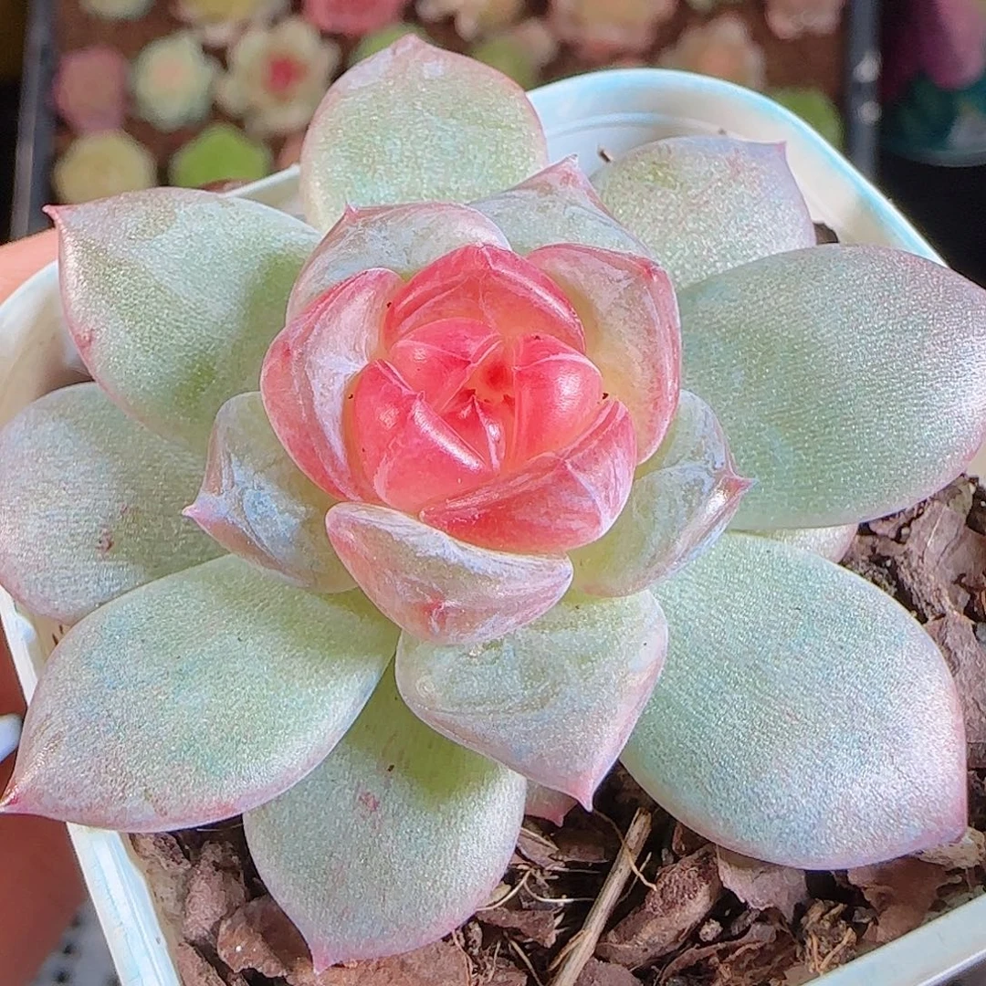 1107---88寒酥一物一拍