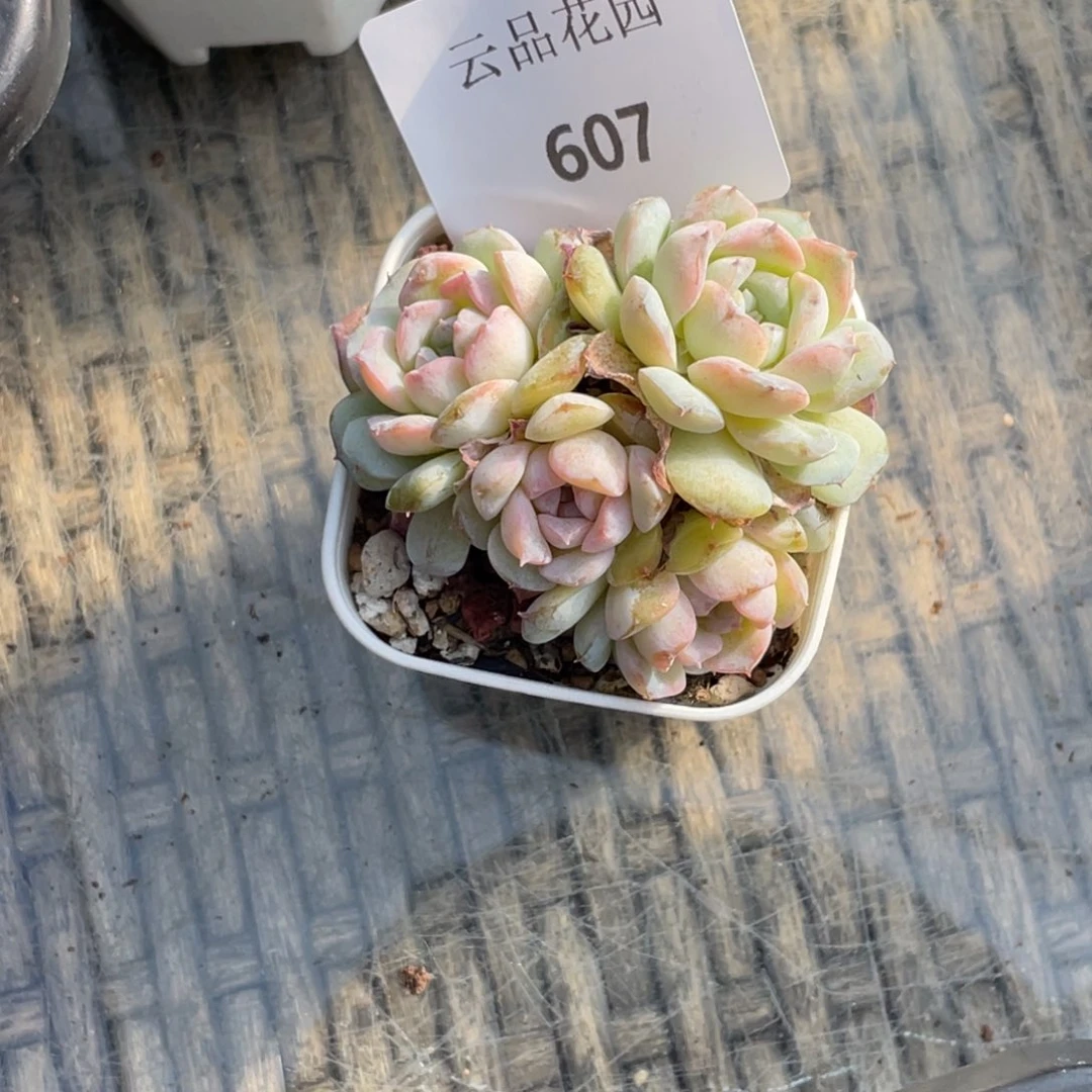 喵***喵607号糖心冰心珍妮