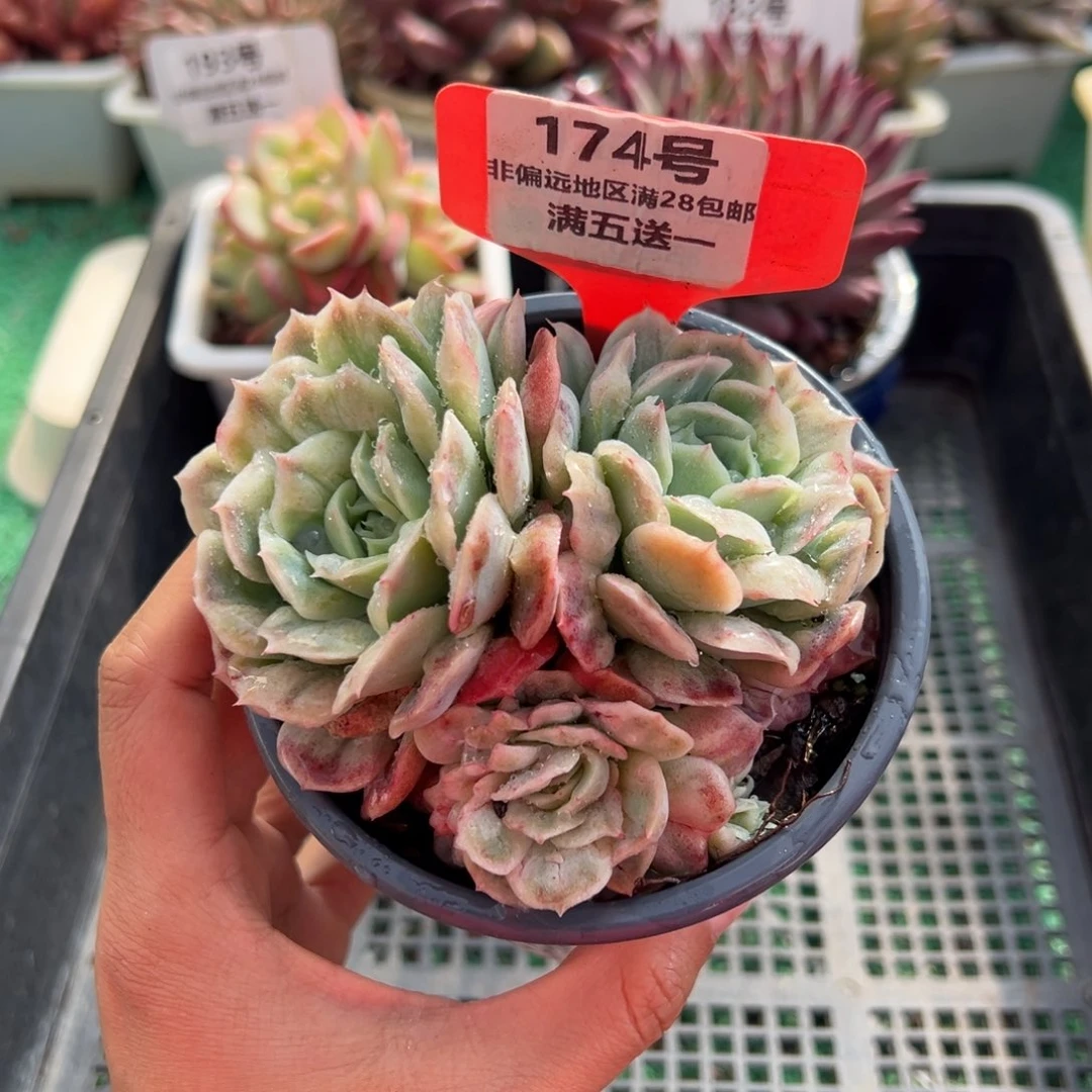 表妹精品多肉植物174.