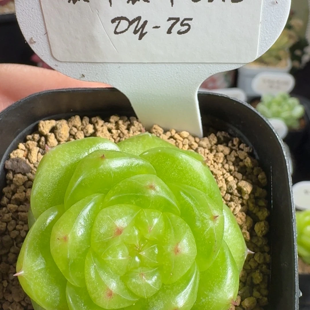 0712-75-灵耀珍妮