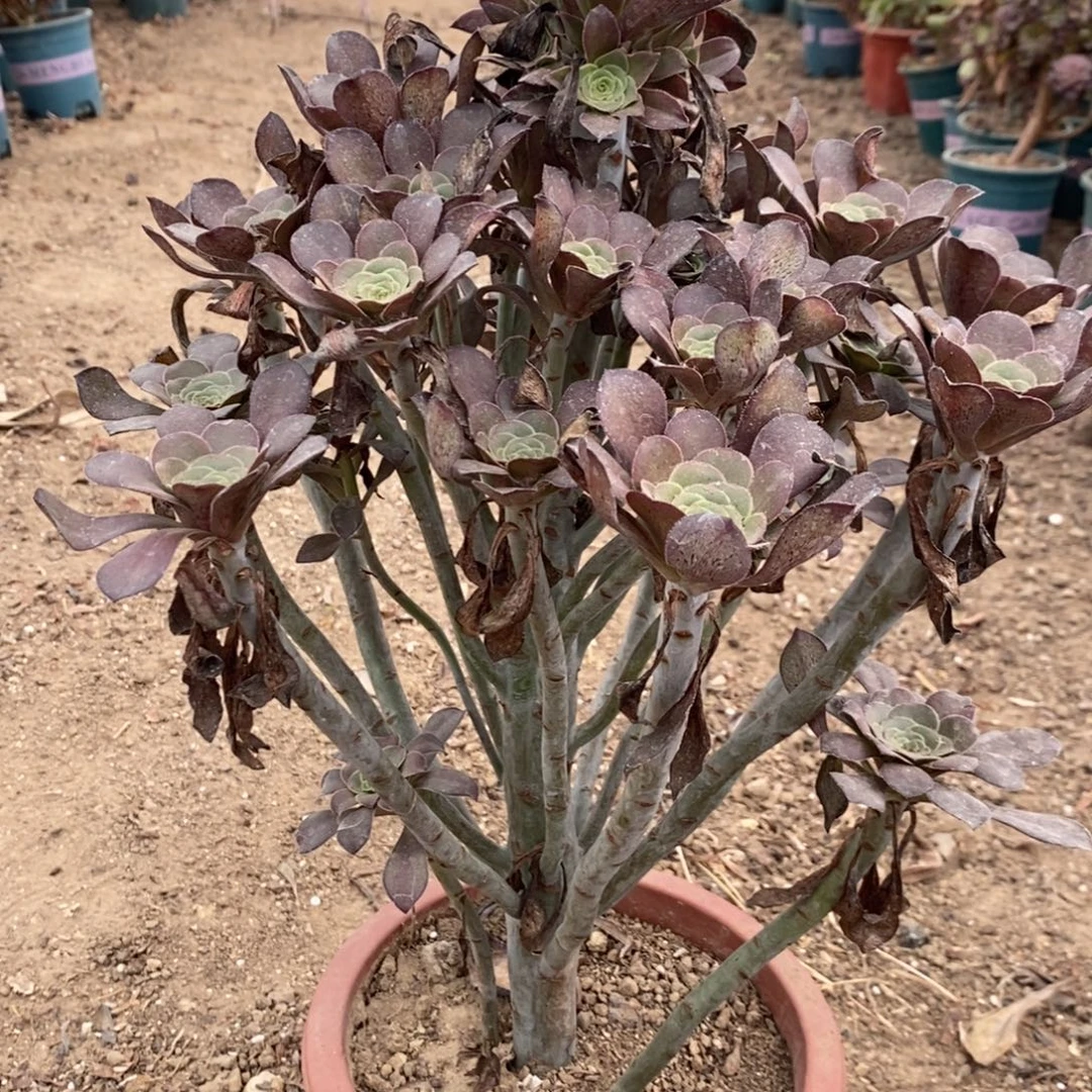 灰圆叶多肉植物049