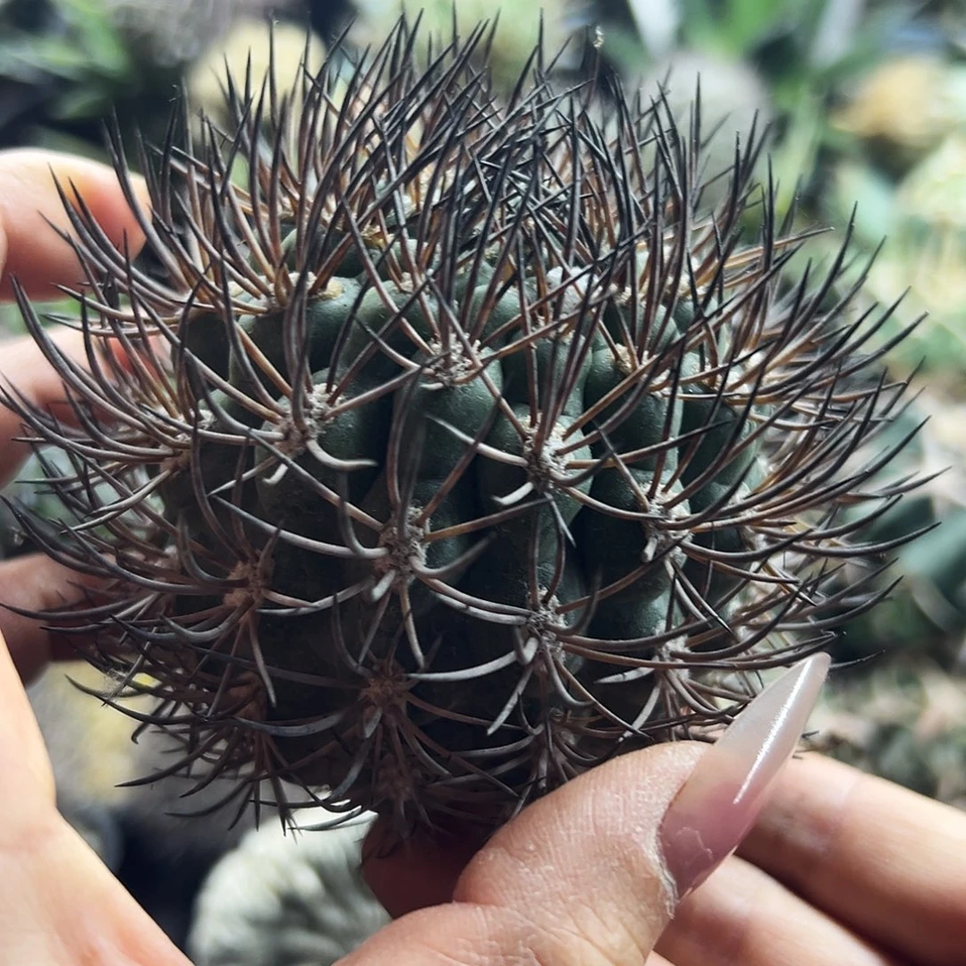 逆豹有根仙人球666666